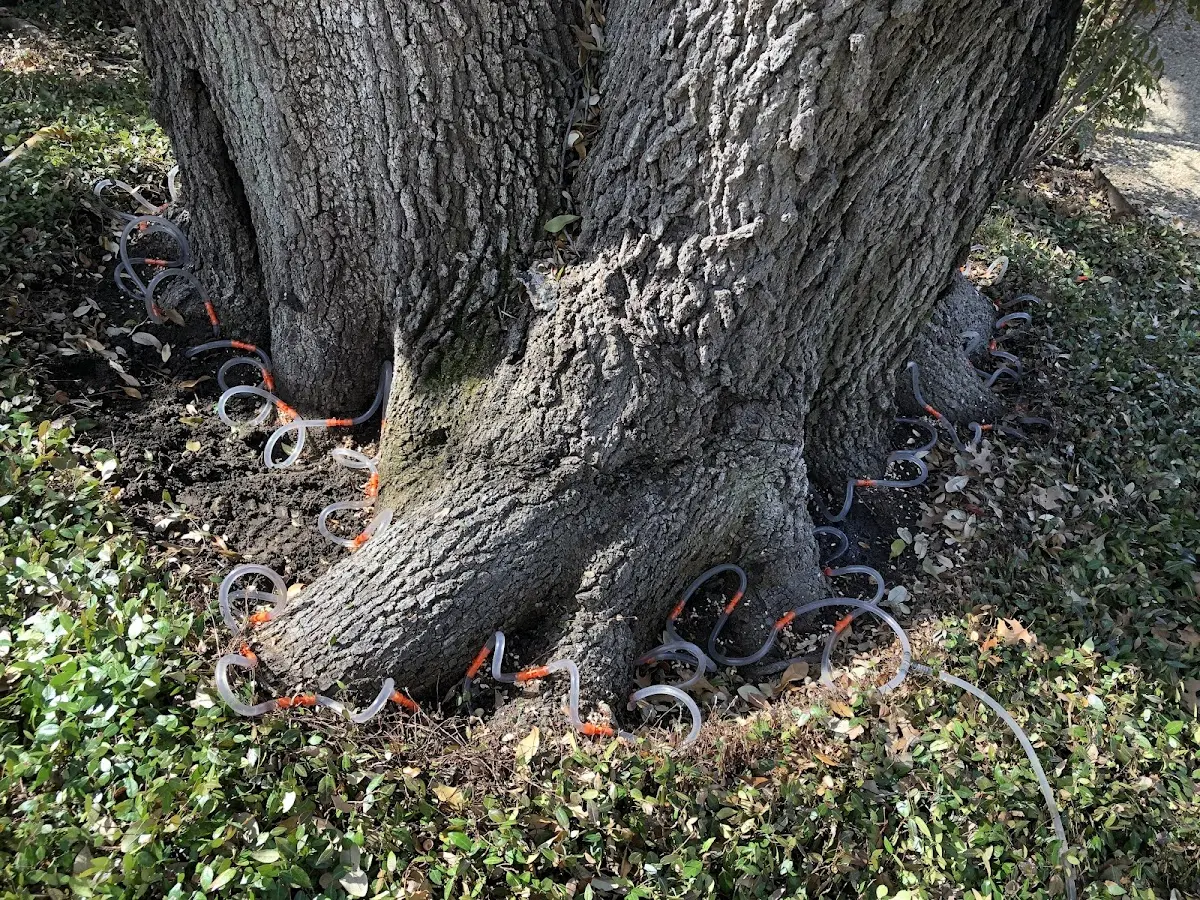 Detailed Tree Cabling and Bracing job site in Franklinville